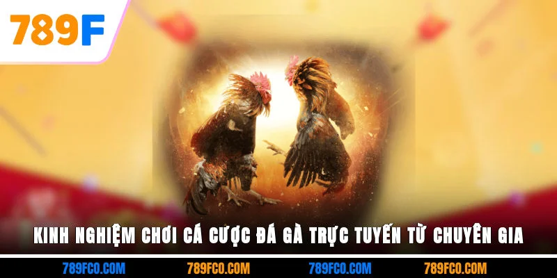 Kinh nghiệm chơi cá cược đá gà trực tuyến từ chuyên gia
